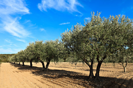 olives treesの写真素材
