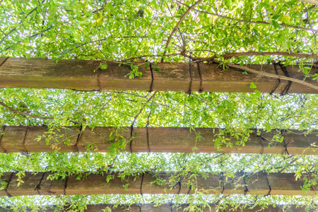 Close-up of leaves entwined with pergola