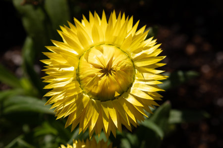Close up of a yellow strawflower (Helichrysum bracteatum)