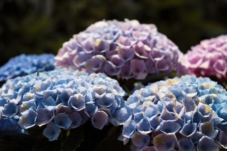 Beautiful hydrangea flowers in the garden close-upの写真素材