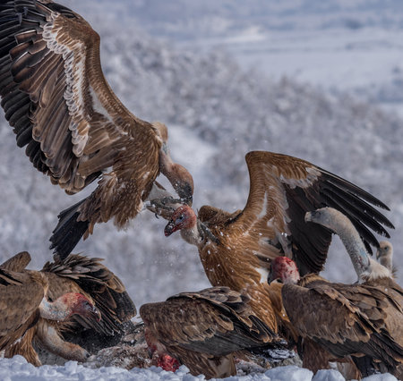 Great rout Griffon vulture (Gyps fulvus) fighting for food.の写真素材