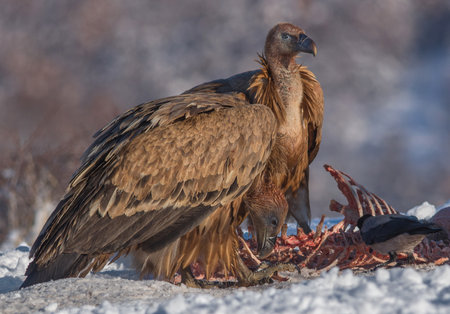 Griffon Vultures (Gyps Fulvus) into the Mountains in Winter Landscape.の写真素材