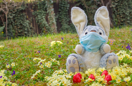Easter 2020 concept during Coronavirus COVID-19 worldwide pandemic with Easter bunny wearing a medical mask and colorful spring flowers in the garden. Selective focusの写真素材