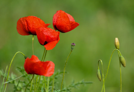 Wild poppies flowers and green blurred background in sunny day, springtimeの写真素材