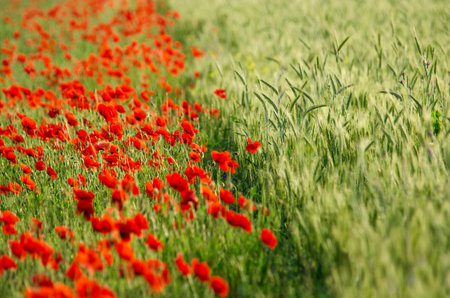 Wild poppies flowers and green blurred background in sunny day, springtimeの写真素材