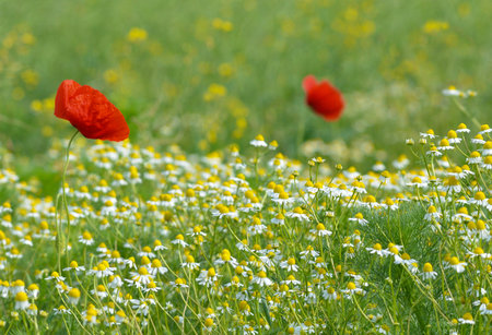Wild flowers field and blurred background in sunny day, springtimeの写真素材