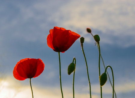 Wild poppies flowers and blue sky background in sunny day, springtimeの写真素材