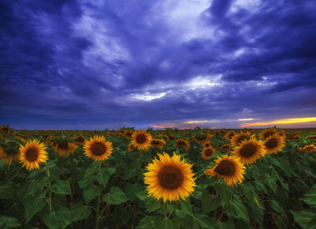 Field of sunflowers at sunset in sunsetの写真素材