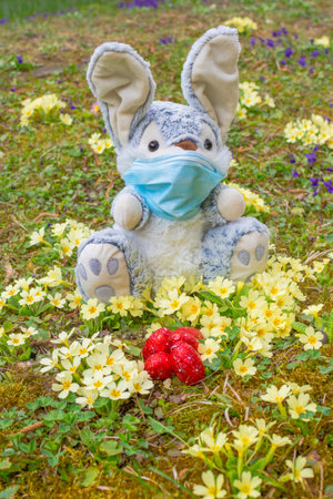 Easter 2020 concept during Coronavirus COVID-19 worldwide pandemic with Easter bunny wearing a medical mask and colorful spring flowers in the garden. Selective focusの写真素材