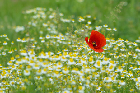 Wild flowers field and blurred background in sunny day, springtimeの写真素材