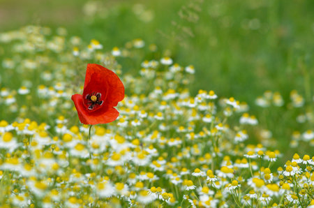 Wild flowers field and blurred background in sunny day, springtimeの写真素材