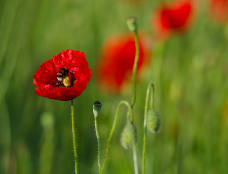 Wild poppies flowers and green blurred background in sunny day, springtimeの写真素材