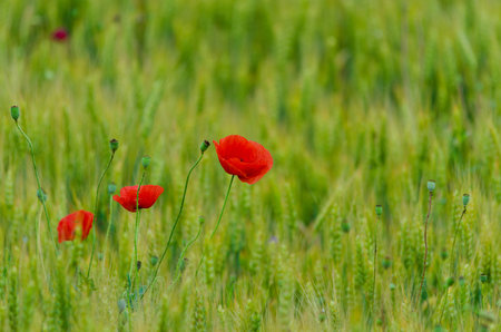 Wild poppies flowers and green blurred background in sunny day, springtimeの写真素材