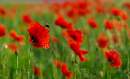 Wild poppies flowers and green blurred background in sunny day, springtimeの写真素材