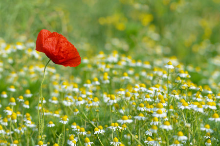 Wild flowers field and blurred background in sunny day, springtimeの写真素材