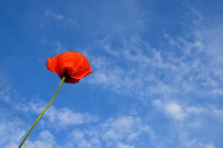 Wild poppies flowers and blue sky background in sunny day, springtimeの写真素材