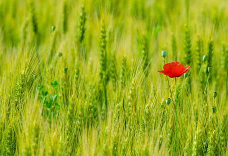 Wild flowers (red poppies) in wheat field, blurred background.の写真素材