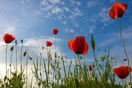 Wild poppies flowers and blue sky background in sunny day, springtimeの写真素材