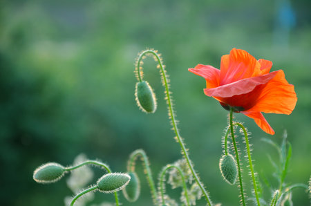 Wild flowers field and blurred background in sunny day, springtimeの写真素材