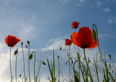 Wild poppies flowers and blue sky background in sunny day, springtimeの写真素材
