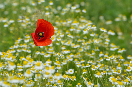 Wild flowers field and blurred background in sunny day, springtimeの写真素材