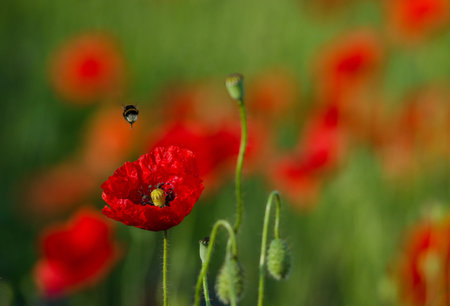 Wild poppies flowers and green blurred background in sunny day, springtimeの写真素材