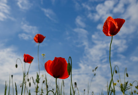 Wild poppies flowers and blue sky background in sunny day, springtimeの写真素材