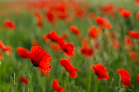Wild poppies flowers and green blurred background in sunny day, springtimeの写真素材