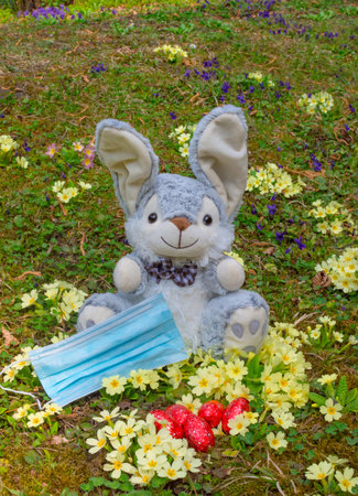 Easter 2020 concept during Coronavirus COVID-19 worldwide pandemic with Easter bunny holding a medical mask and colorful spring flowers in the garden. Selective focusの写真素材