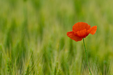 Wild flowers (red poppies) in wheat field, blurred background.の写真素材