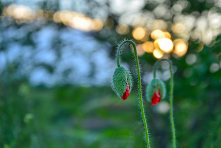Two red and delicate poppies in blurred backgroundの写真素材
