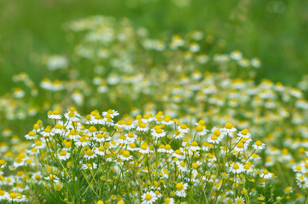 Wild flowers field and blurred background in sunny day, springtimeの写真素材