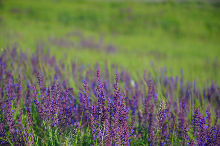 Purple wild flowers in blurred background, in sunny summer dayの写真素材
