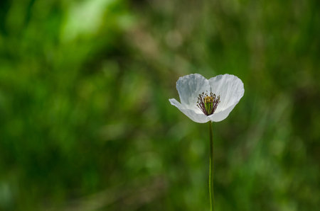 Delicate white poppies in the morning light, in springtimeの写真素材