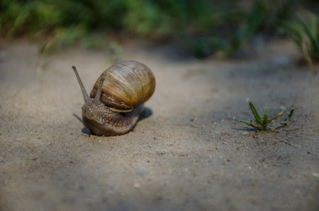Moving snail, in morning lightの写真素材