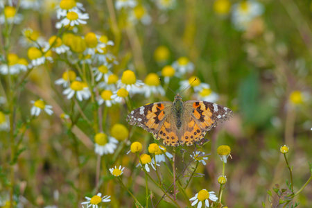 Colorful butterfly and a chamomile field, in Europe countrysideの写真素材