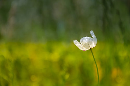 Delicate white poppies in the morning light, in springtimeの写真素材