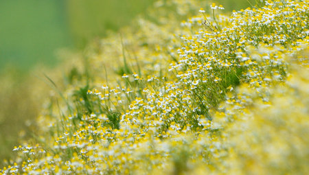 Wild flowers field and blurred background in sunny day, springtimeの写真素材