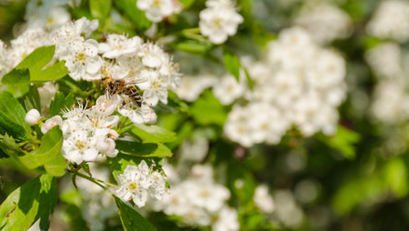 Blooming tree branch and a bee full of pollen, blurred background, in a spring sunny dayの写真素材