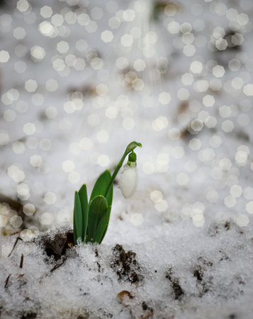 White and delicate snowdrop flower, in snow, early spring, selective focus.の写真素材