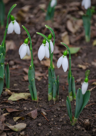 White and delicate snowdrop flower in natural background, early spring, selective focus.の写真素材