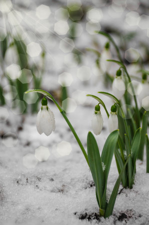 White and delicate snowdrop flower, in snow, early spring, selective focus.の写真素材