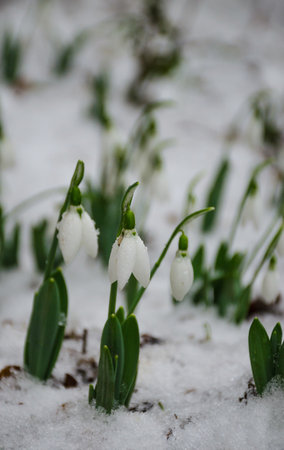 White and delicate snowdrop flower, in snow, early spring, selective focus.の写真素材