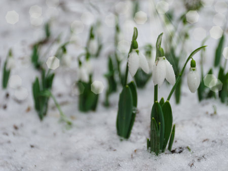 White and delicate snowdrop flower, in snow, early spring, selective focus.の写真素材