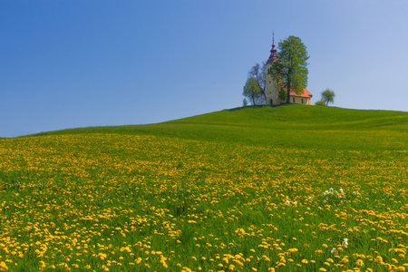 Slovenian countryside in spring with charming little church on a hill and blooming dandelions and daffodils wildflowers. Sunny spring morning in Slovenia.の写真素材