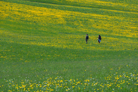 Slovenia - April 24, 2018: Field of blooming dandelions and people walking in slovenian countryside.の写真素材