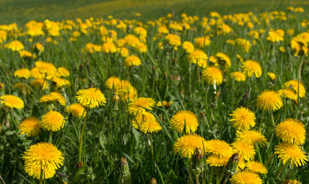 Field of blooming dandelions in a beautiful sunny spring morning. Selective focusの写真素材