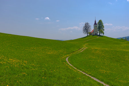 Slovenian countryside in spring with charming little church on a hill and blooming dandelions and daffodils wildflowers. Sunny spring morning in Slovenia.の写真素材