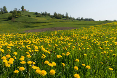 Slovenian countryside in spring with field of blooming dandelions. Sunny morning in Slovenia.の写真素材