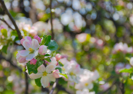 Close up detail of a flowering tree branch. Selective focusの写真素材